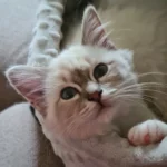 Chat