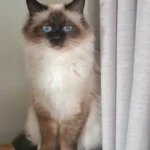 Romashka's Chiara