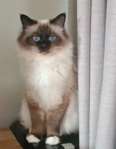 Romashka's Chiara