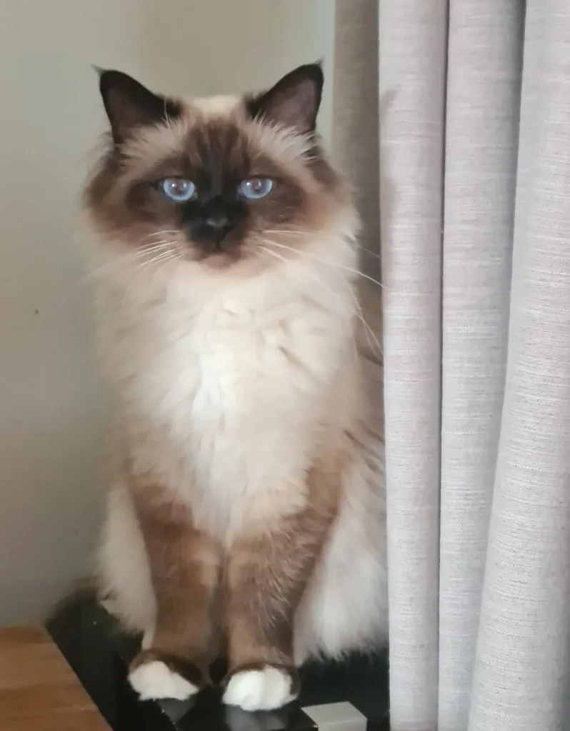 Romashka's Chiara