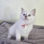 Romashka's Yuyu