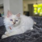 Romashka's Yara