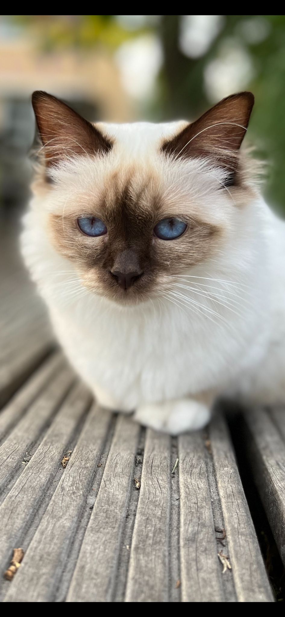 Romashka's Fenna
