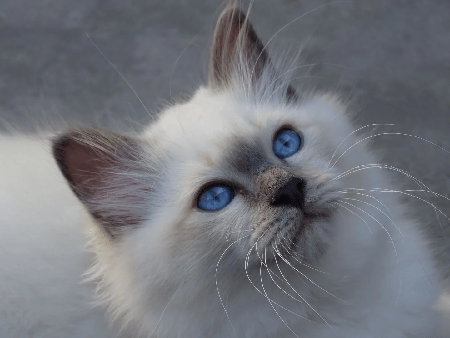 Heilige Birmaan kittens van Cattery Romashka - zachte blauwe ogen
