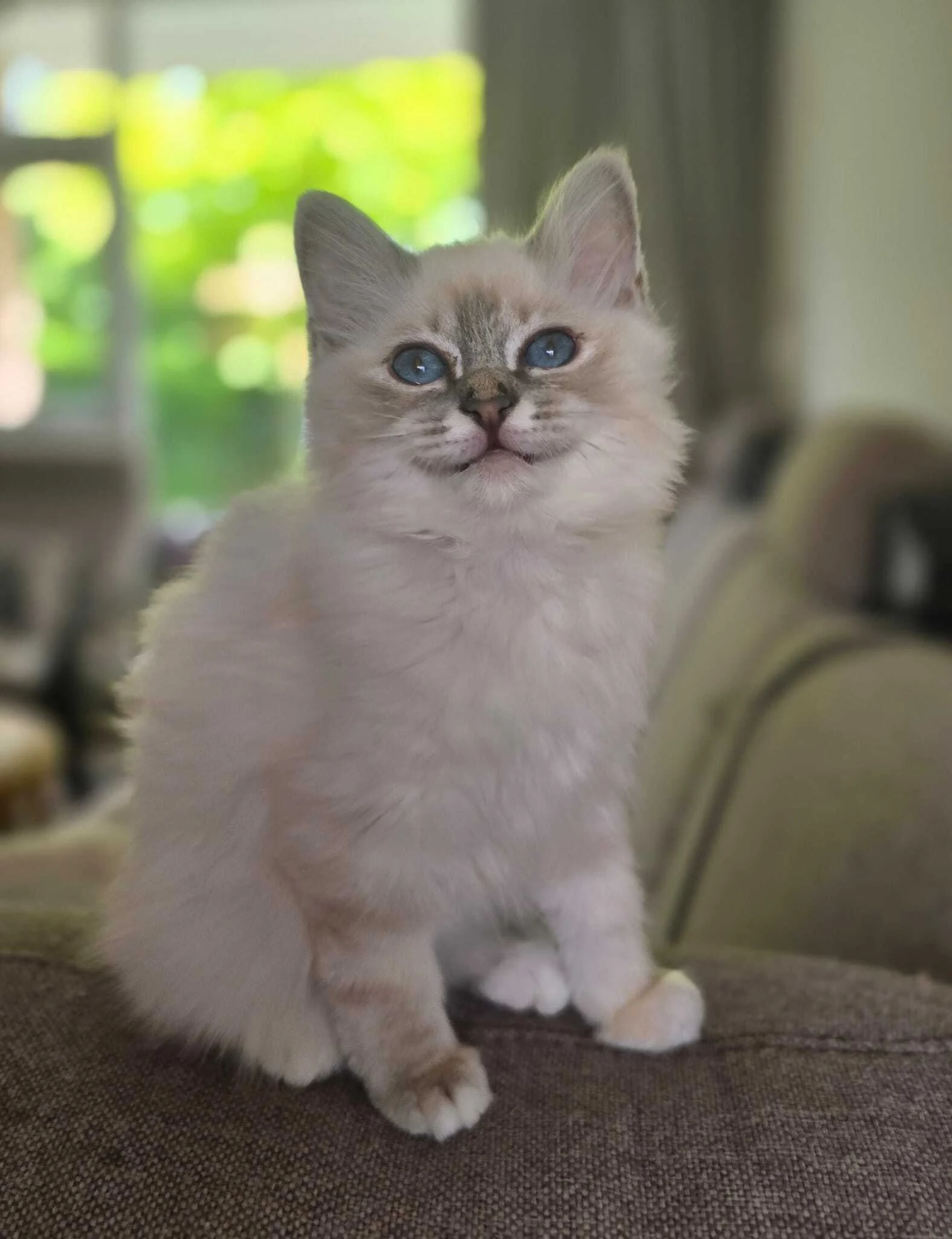 Ziva