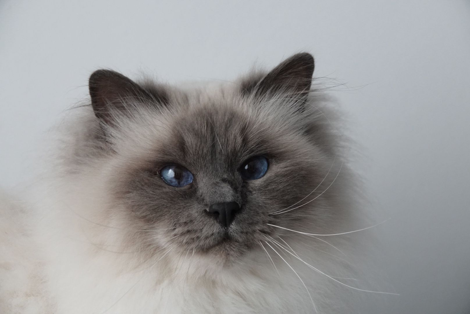 Ollie