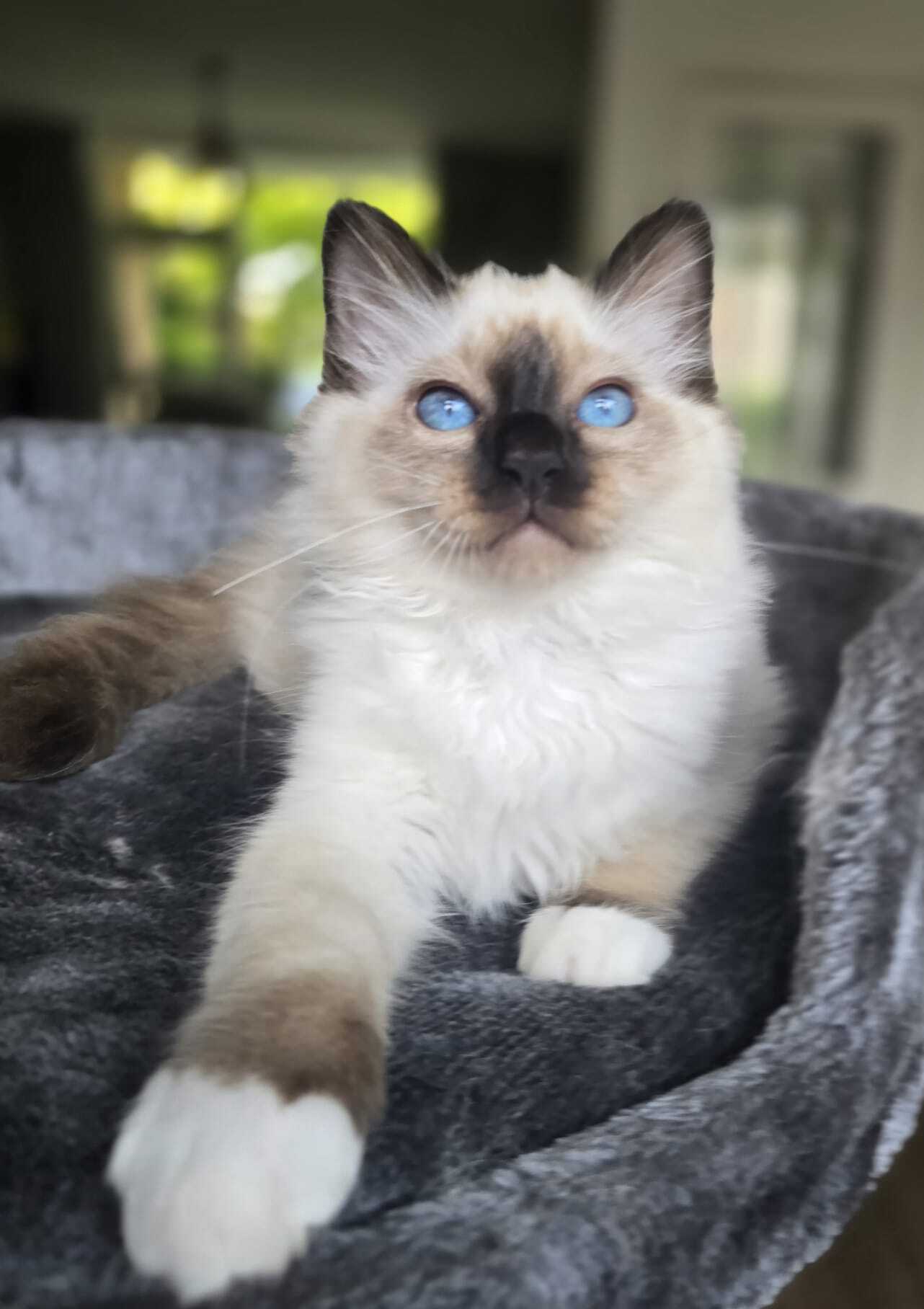 Aoki