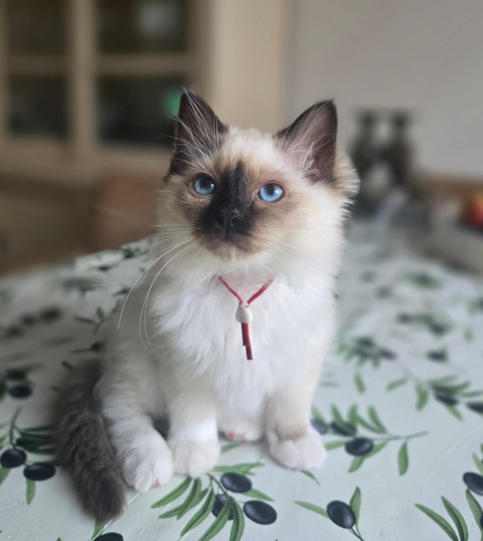Atlas