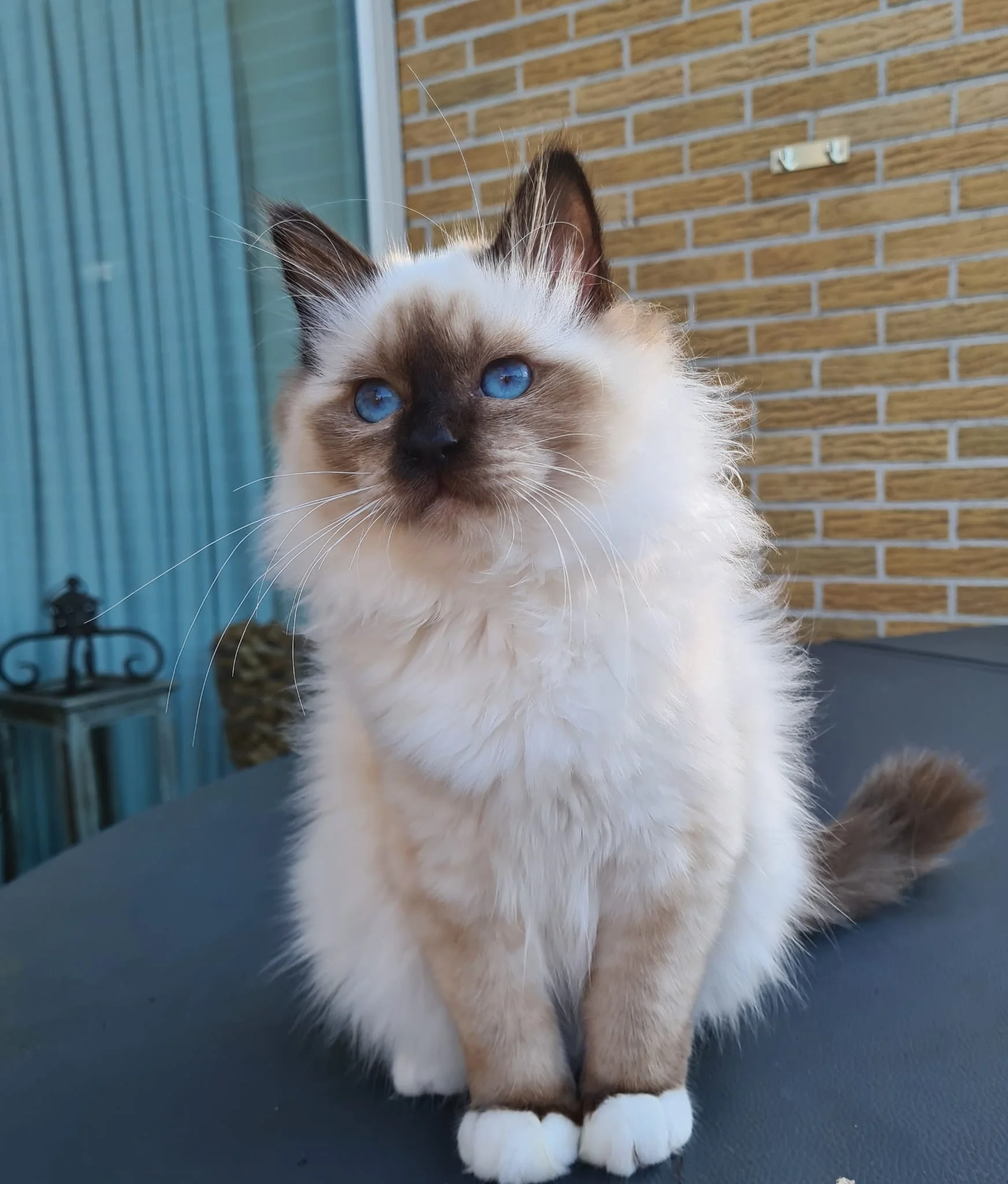 Romashka’s Quincy
