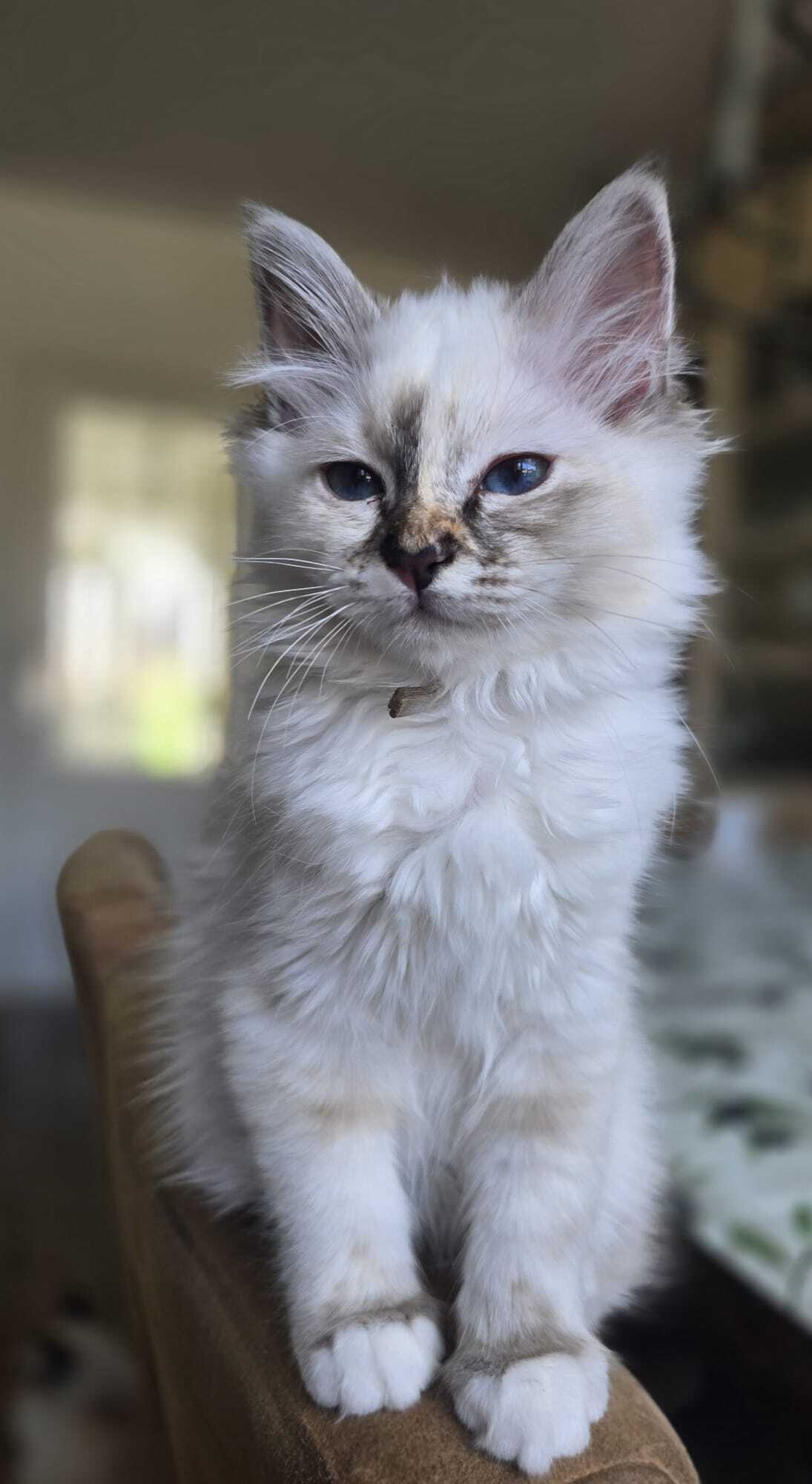 Zaya