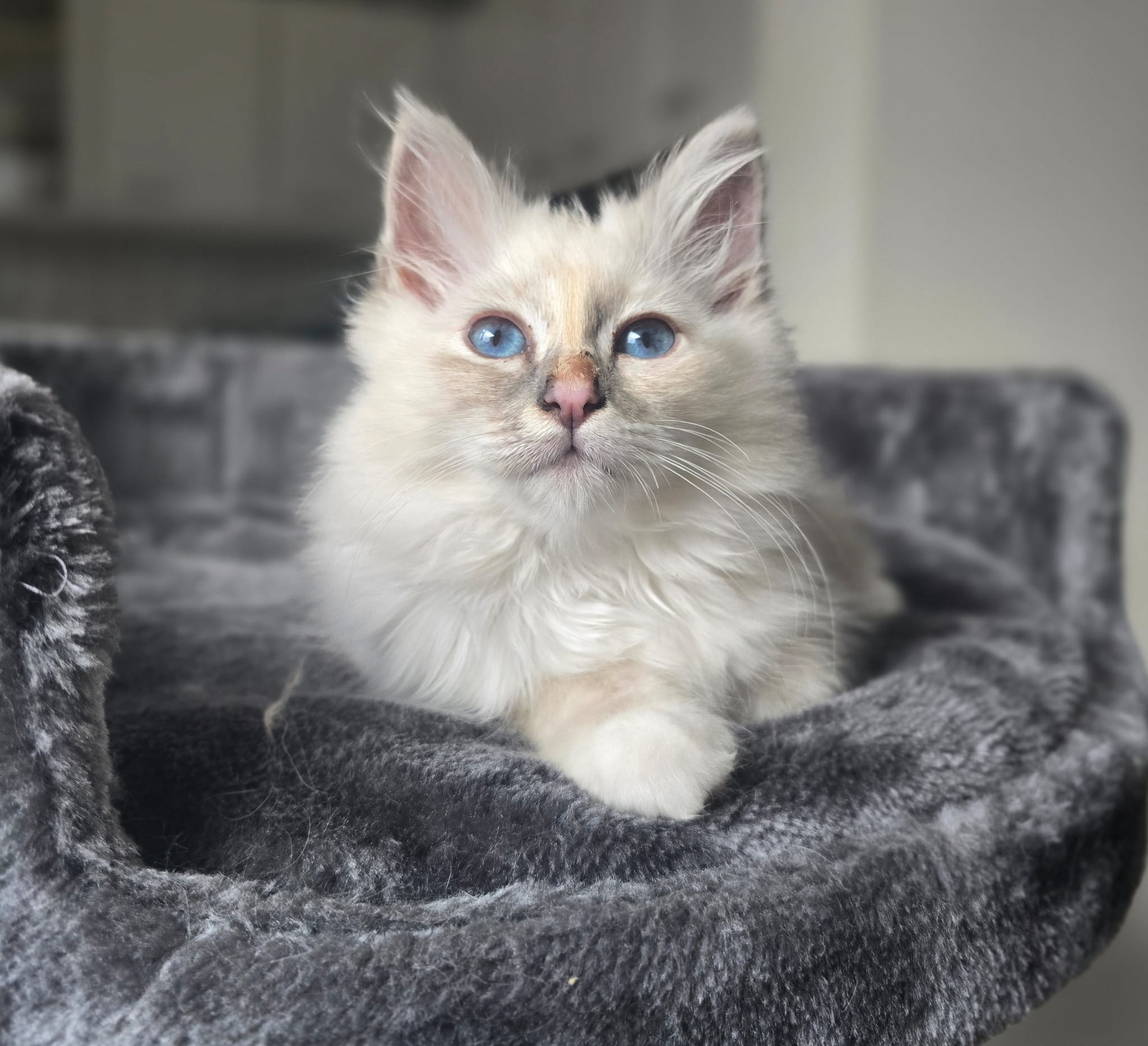 Romashka's Zula