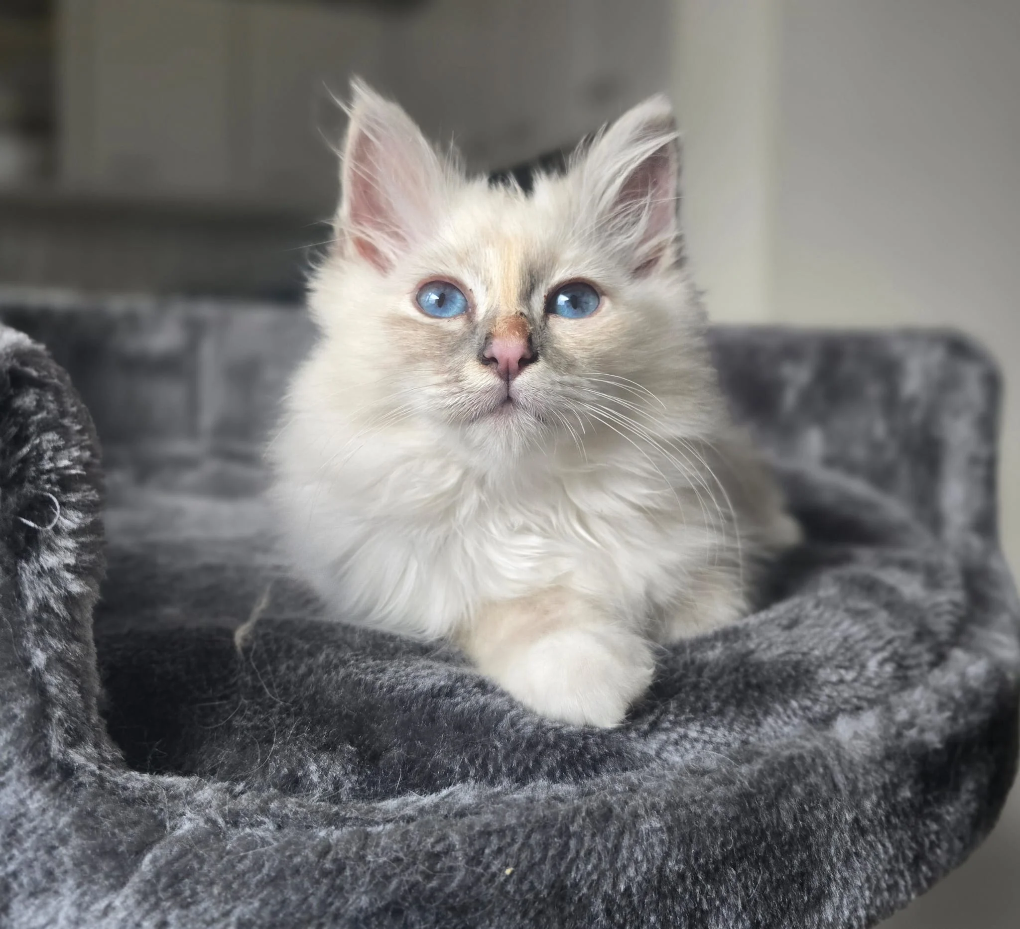 Romashka's Zula — Sacred Birman kitten