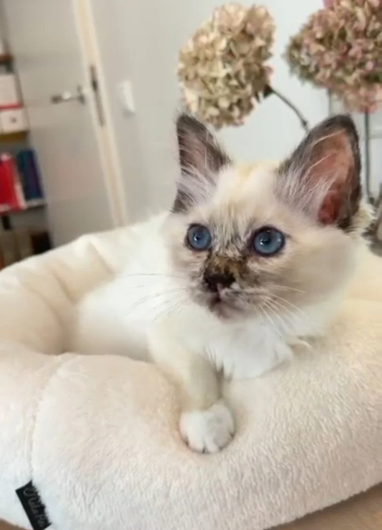 Anna — Sacred Birman kitten