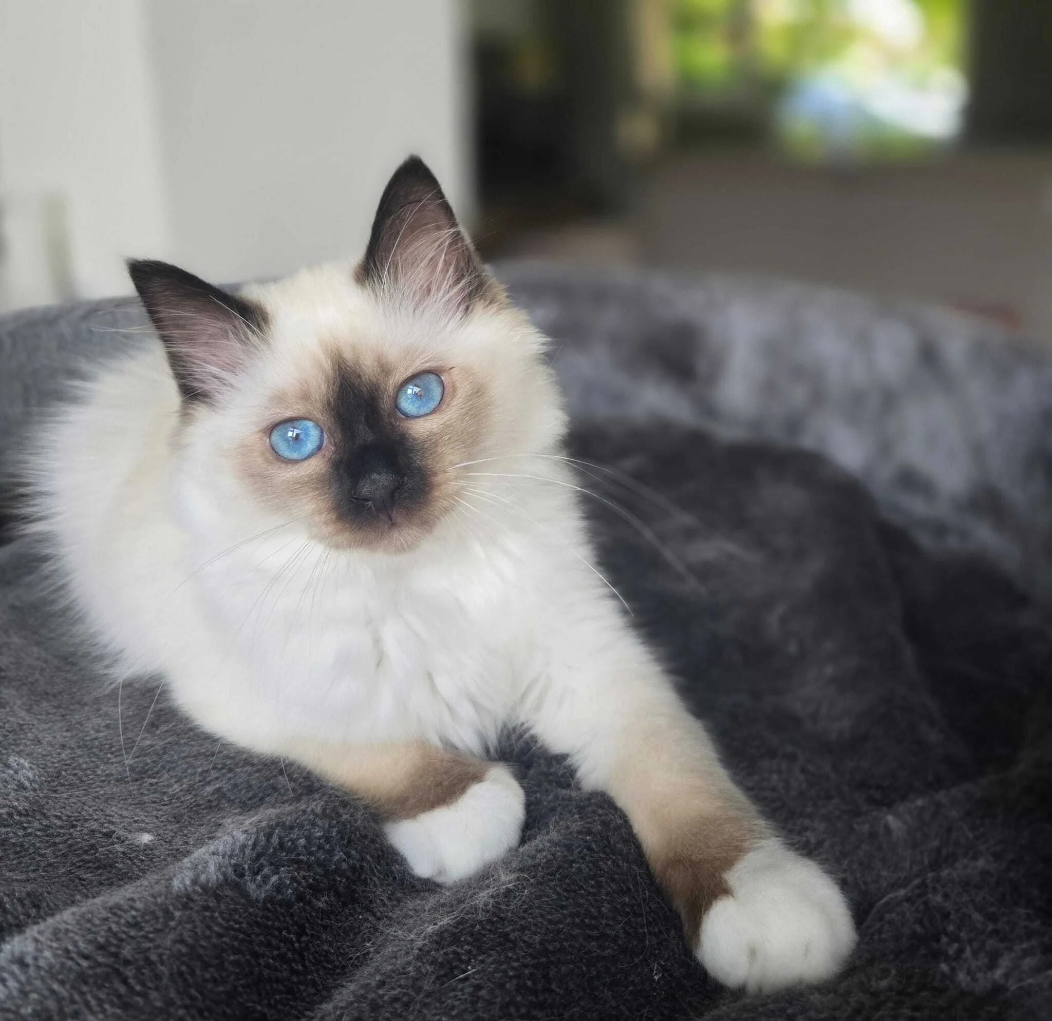 Yahto — Sacred Birman kitten