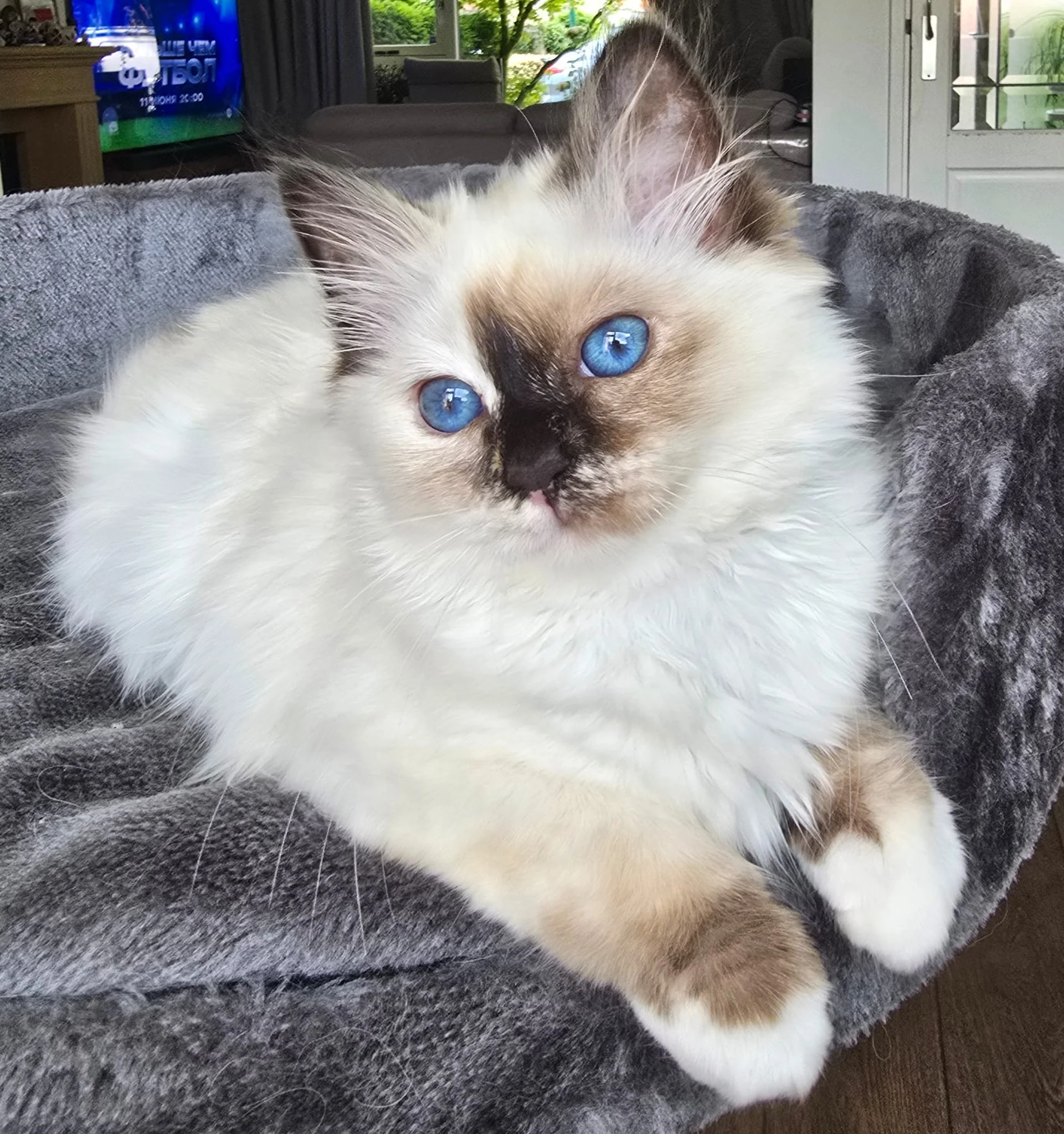 Aimi — Sacred Birman kitten