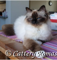 Roadanique’s Duschka Daisy
