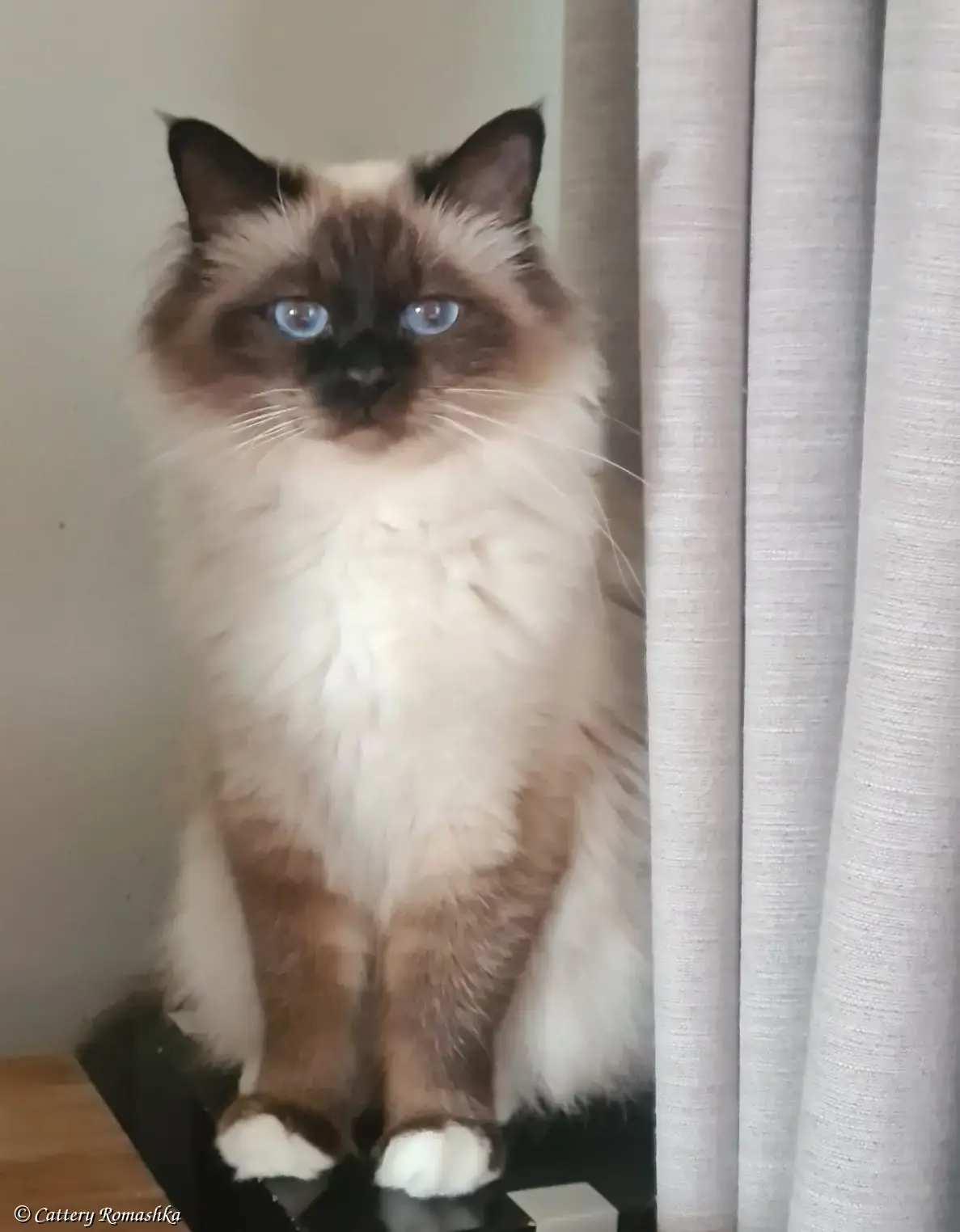 Romashka’s Chiara